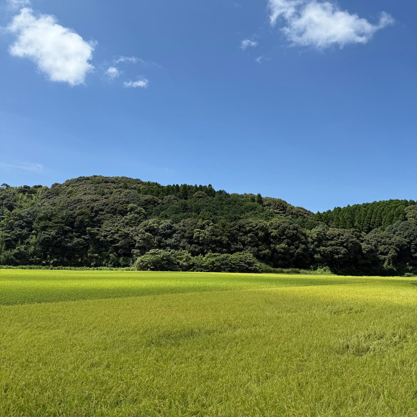 【令和7年産】佐賀県特別栽培米つや姫