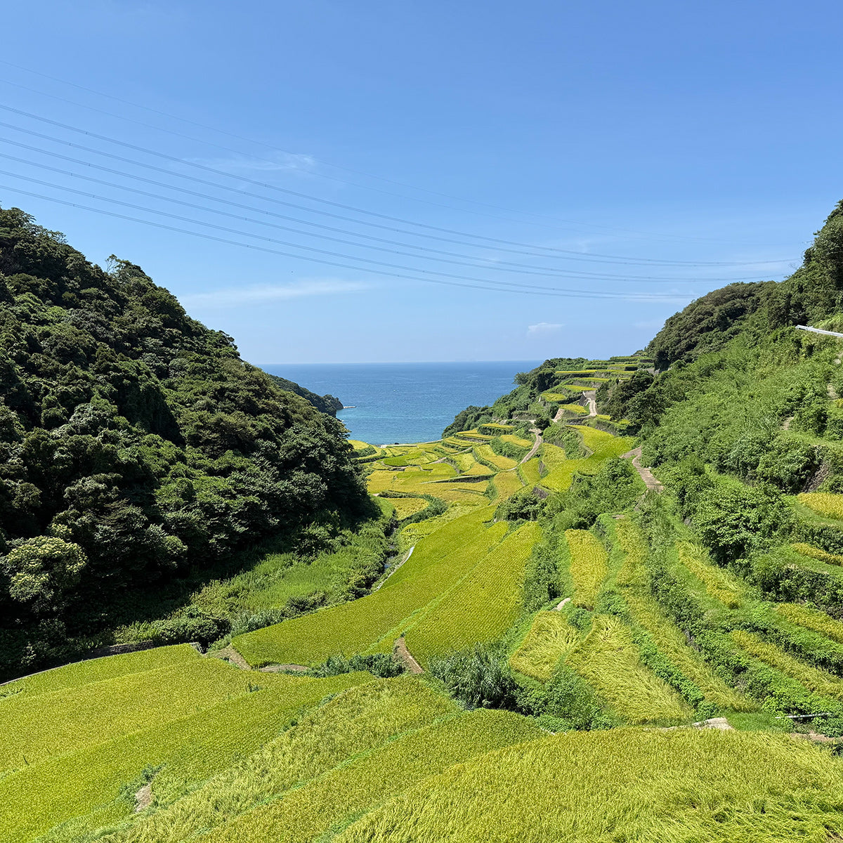 【令和8年産】佐賀県産上場こしひかり