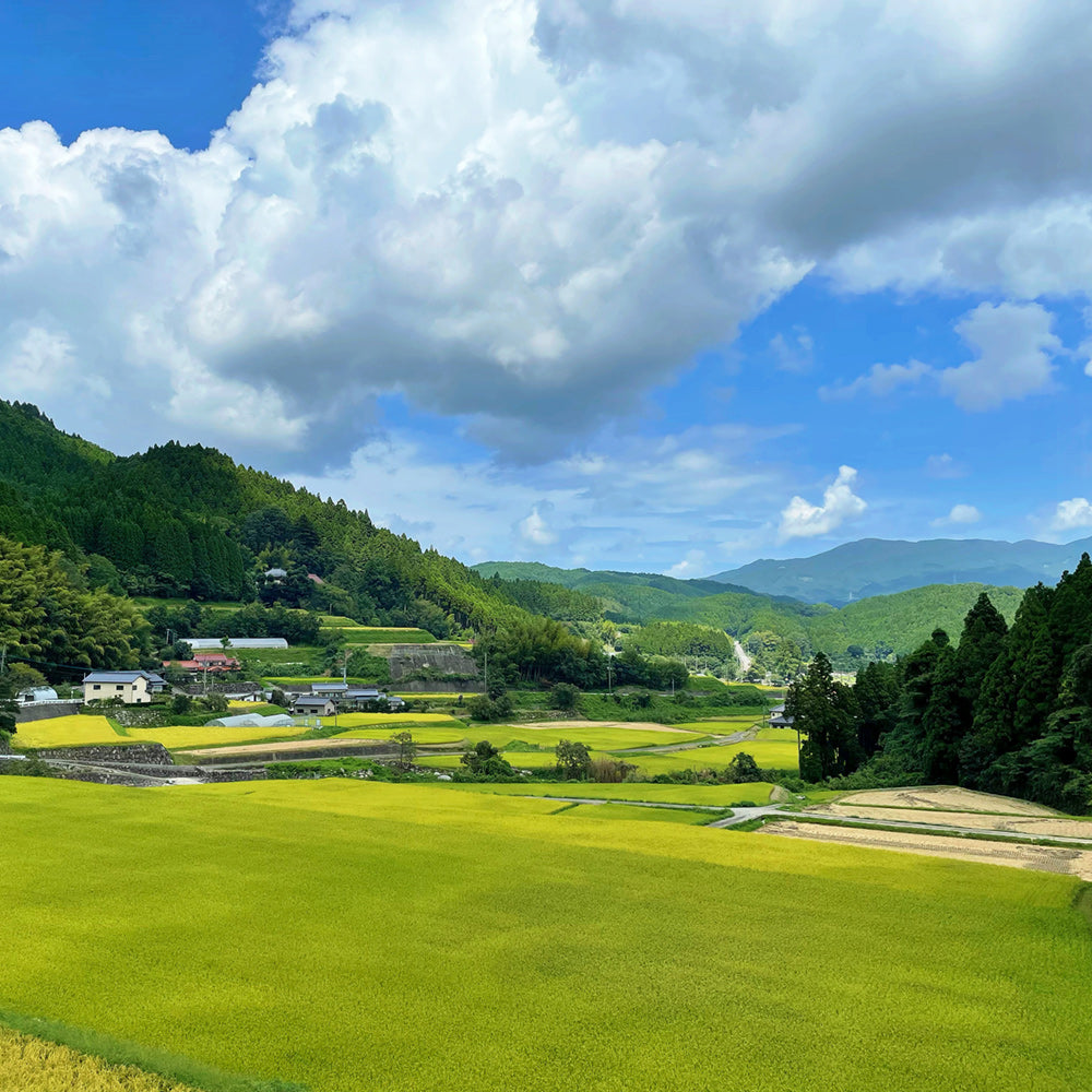 【令和6年産】佐賀県産富士町こしひかり