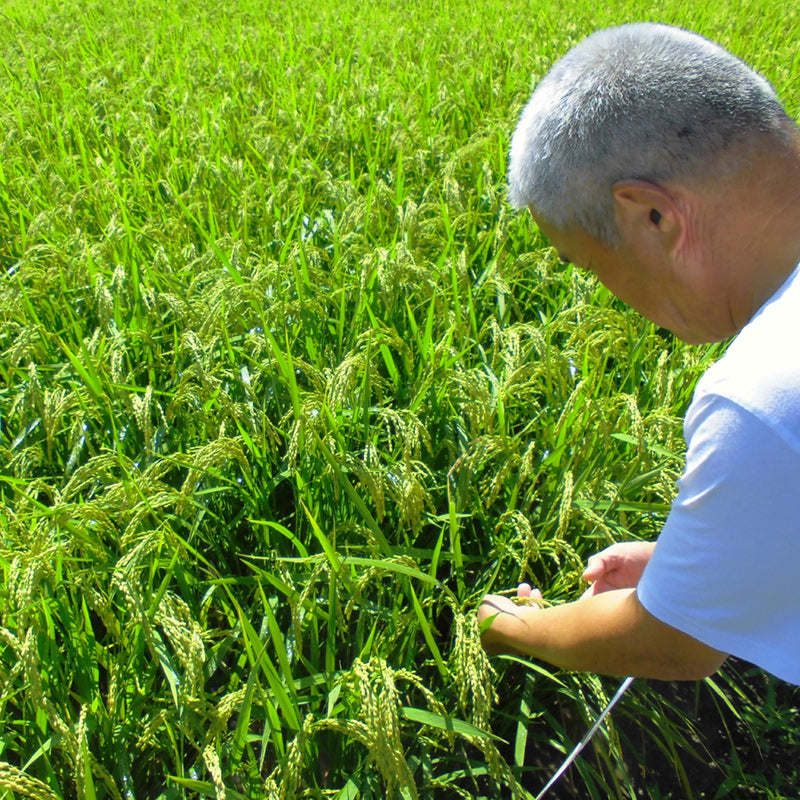 【令和7年産】無農薬栽培福岡県産元気つくし(中村さん)