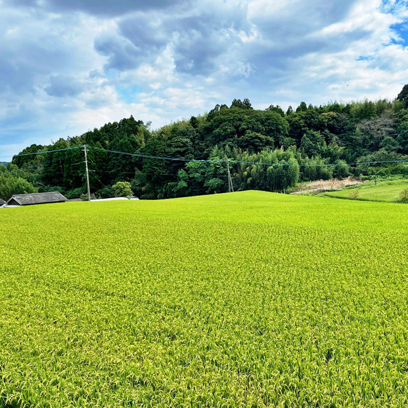 【令和7年産】佐賀県産ひのひかり