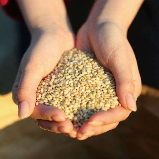 【令和7年産】佐賀県産ひよくもち(白米)