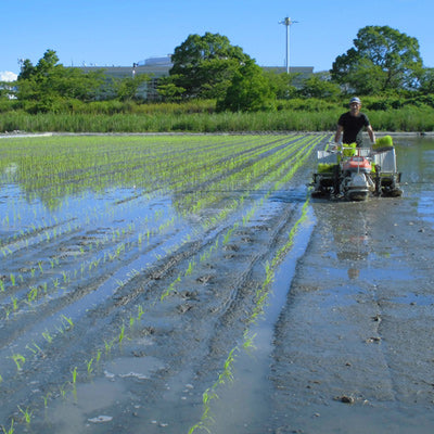 【令和6年産】無農薬栽培佐賀県産さがびより(牟田農園)