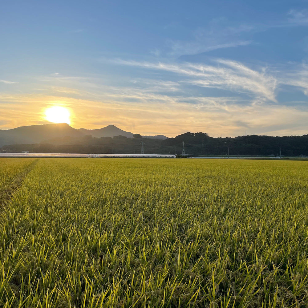 【令和6年産】佐賀県産さがびより
