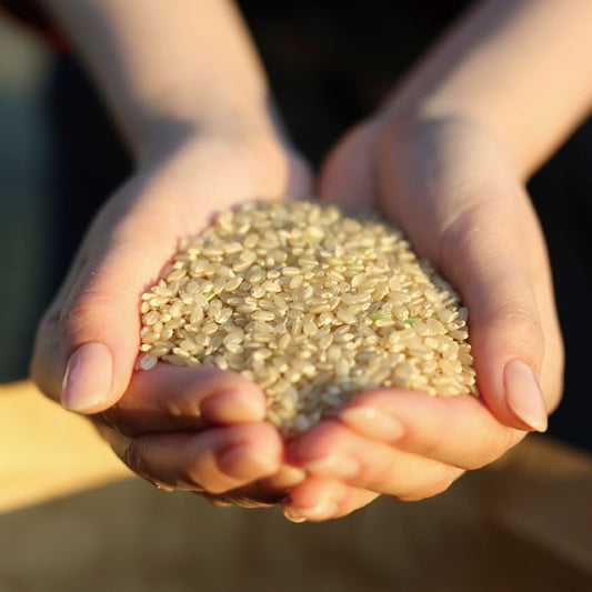 【令和7年産】佐賀県産ひのひかり